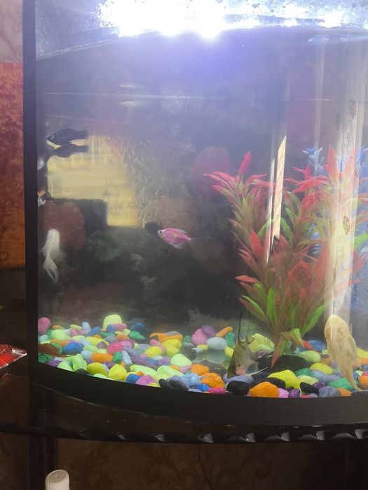Аквариум баликлари Билан