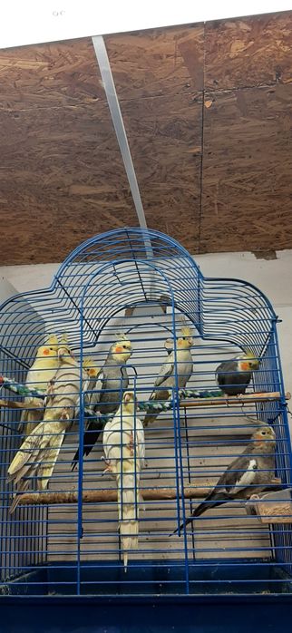 Попугаи Кореллы .