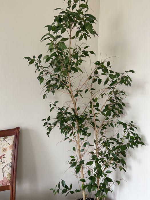 Бенджамин фикус , комнатные  цветы  ,