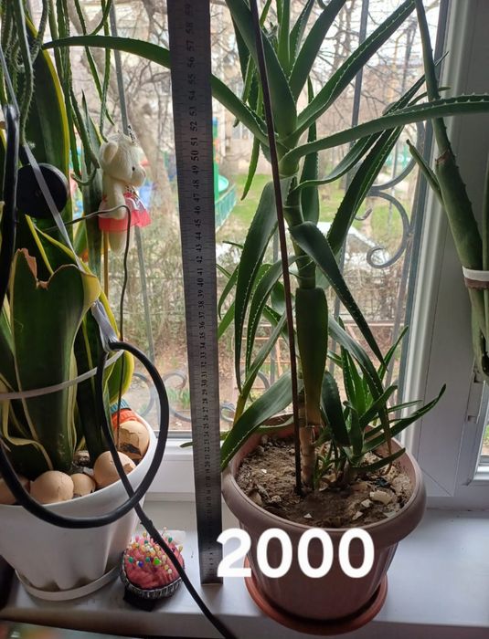 Комнотныйе цветы толстяньки