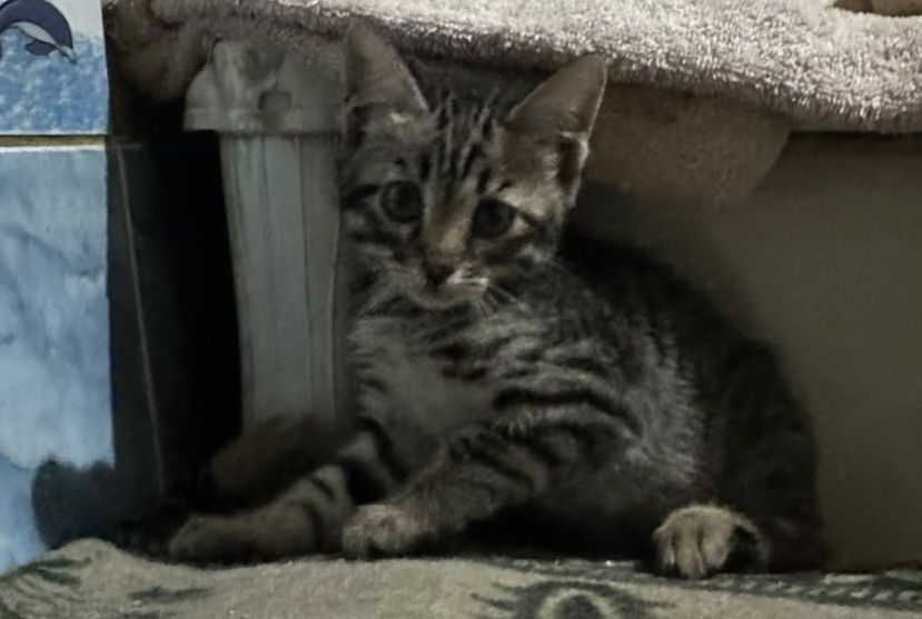 Продам бенгальских котят