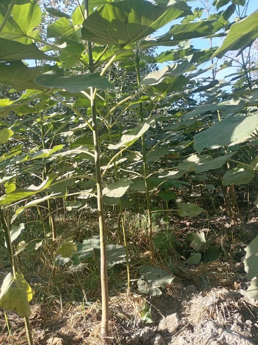 Павлония кучати сотлади