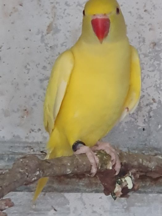 Продавам папагали