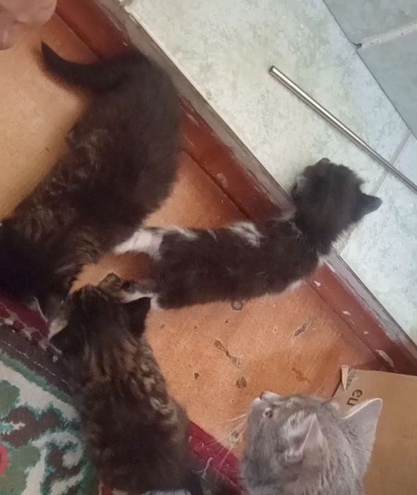 Отдам в добрые руки