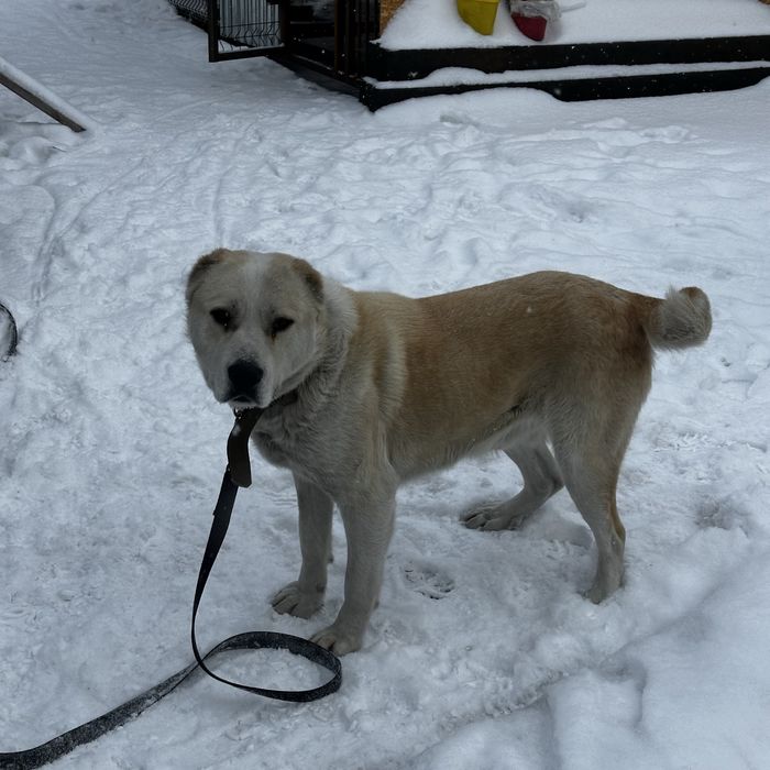 Ищем подругу для алабая