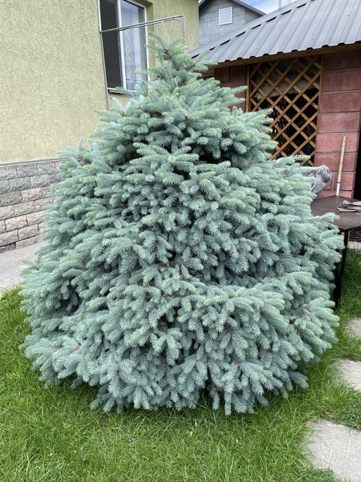 Голубые елки 2,5 метра
