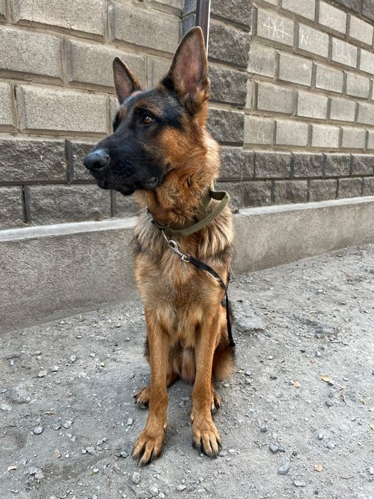 Продам овчарку в хорошие руки