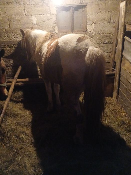 De vânzare, mânz de un an , mai multe detalii la tel..