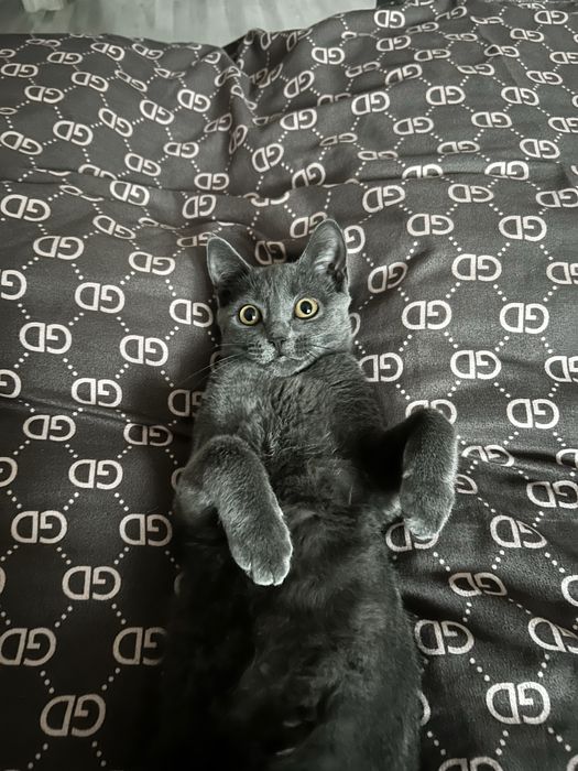 Отдам только в хорошие руки