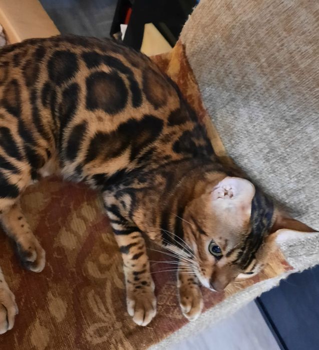 Молодая бенгальская кошка.