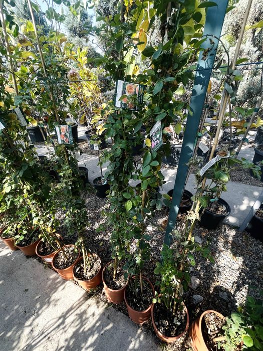 Розы плетистые, новая партия