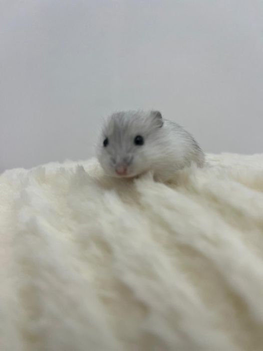 Хомяки с клеткой