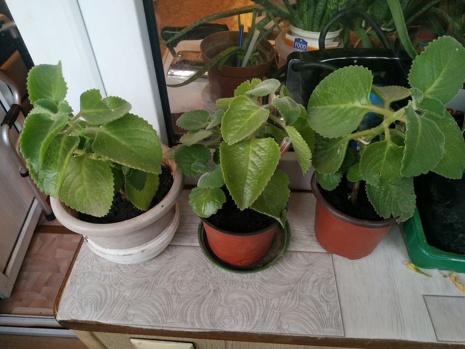 Продам Алоэ , Мелисса , Толстянка , Фикус.