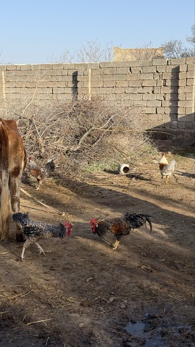 Хурозлар Сотилади Соглом