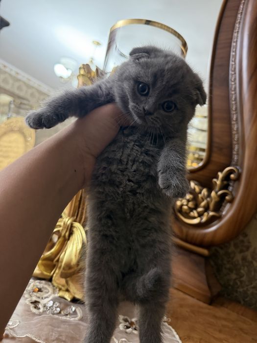 Mushuk Koshka Zottor