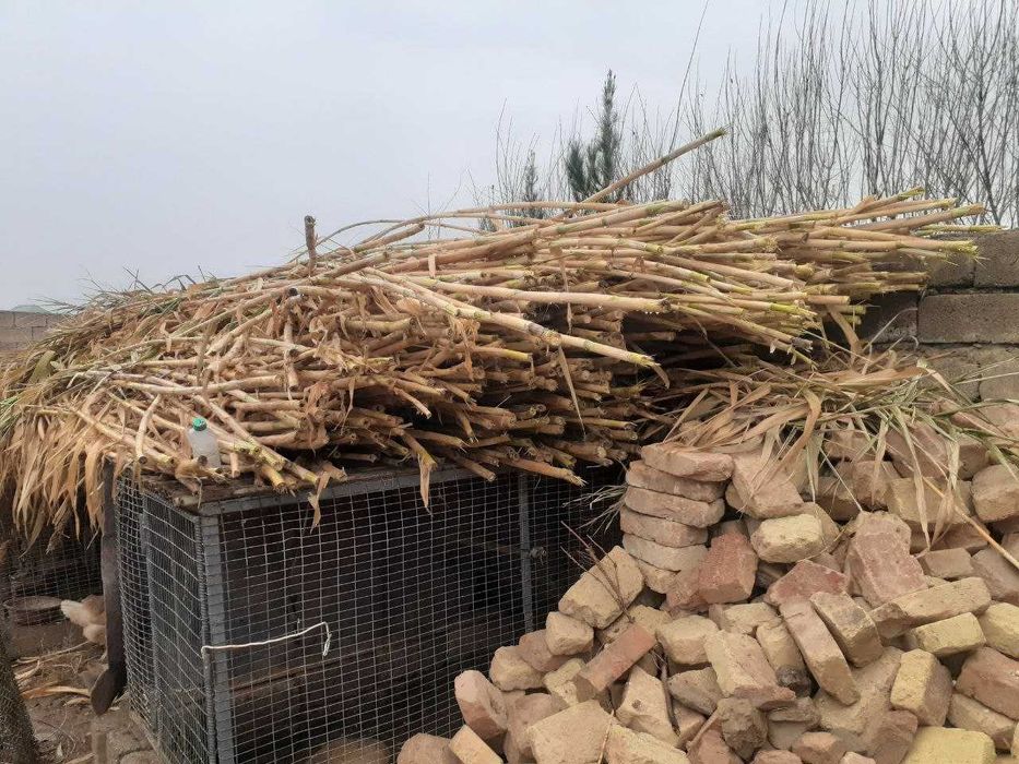 Qamish, bambuk qamish, vassalik ham qamish o'rniga ishlatsa bo'ladi !