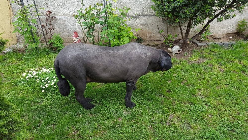 Tund / tuns caini la domiciliu inclusiv talie mare si uriasa