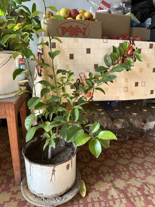 Лимоны цветущие и плодоносные