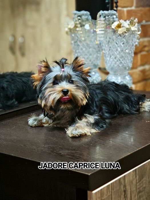 Продаются щенки йоркширского терьера