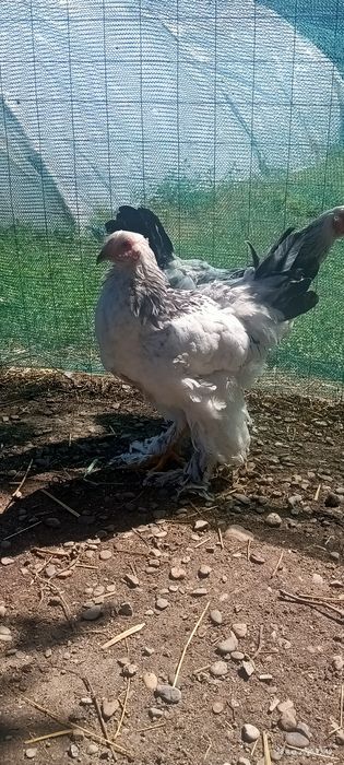 Cocoși brahma hd
