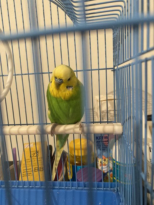 Папугай жағыдайы жақсы