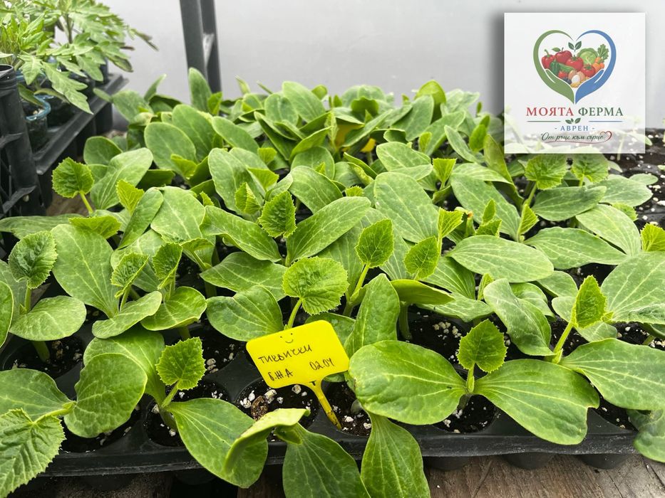 Разсад - домат, пипер, краставици