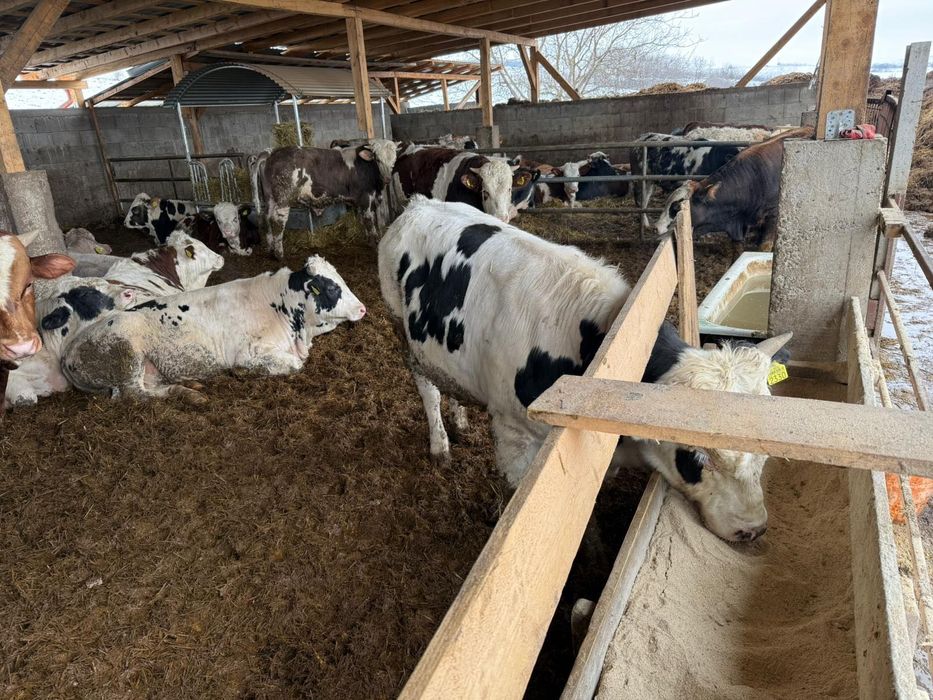 Tauri și vitele de vânzare