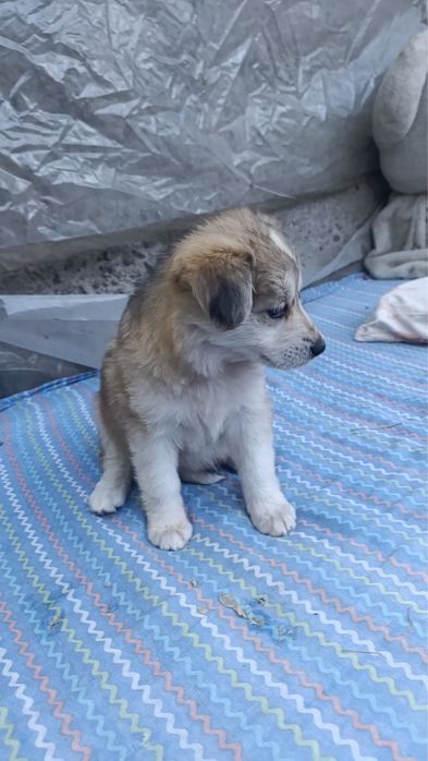 Щенок девочка. 2 месяца