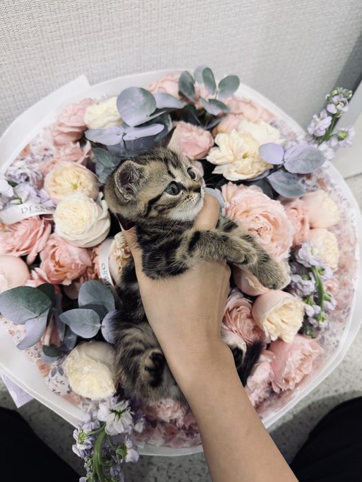 Шотландскийе котята