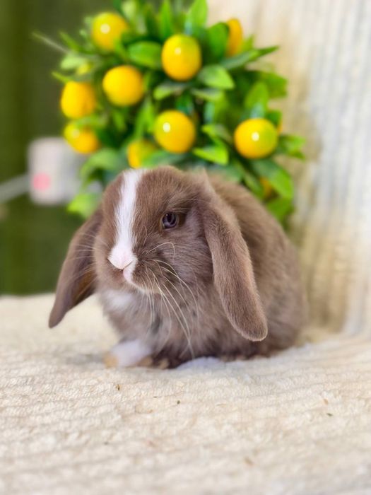 Quyon Кролик Mini dekorativ quyon bolasi