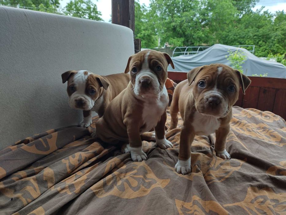 Американски питбул териер ,,Ред ноус''(American pitbull terrier Red nose)