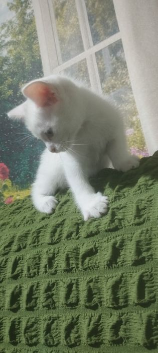 Котенок Турецкой ангоры остался один мальчик