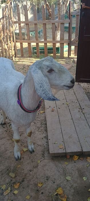 Коза с двумя козочками