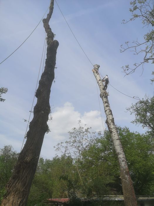 Tăiat copaci, doborâre, toaletare copaci, lucrări înălțime, tăiere cop