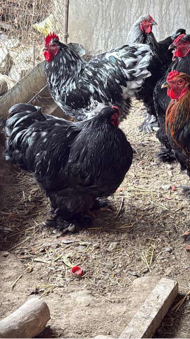 Тоза брама товук тухумлари