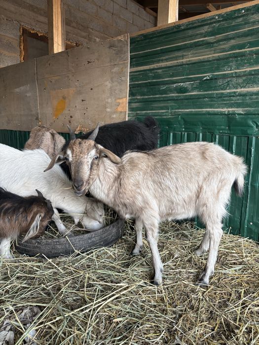 Козы англо-нубийские