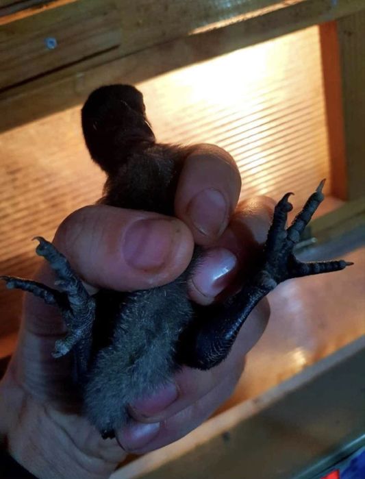 Ayam cemani, gaini complet negre, rasa Indonezia