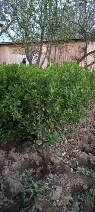 Xamesha baxor gullari bor