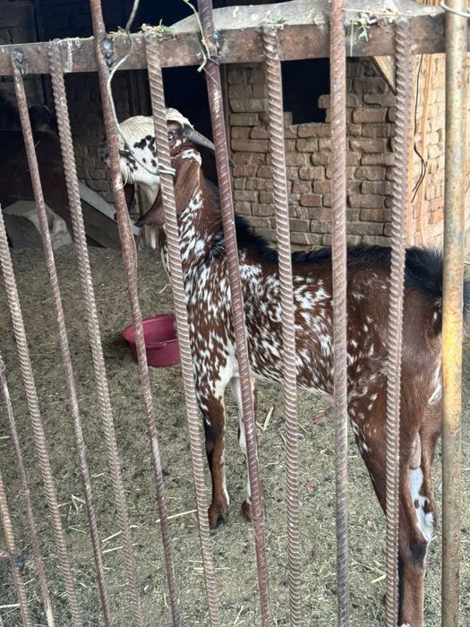 Продам коз ешкі сатам