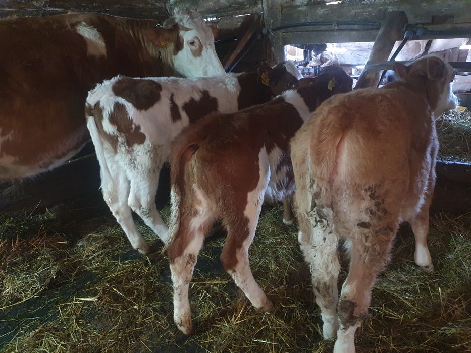 Vand 3 vitele baltate