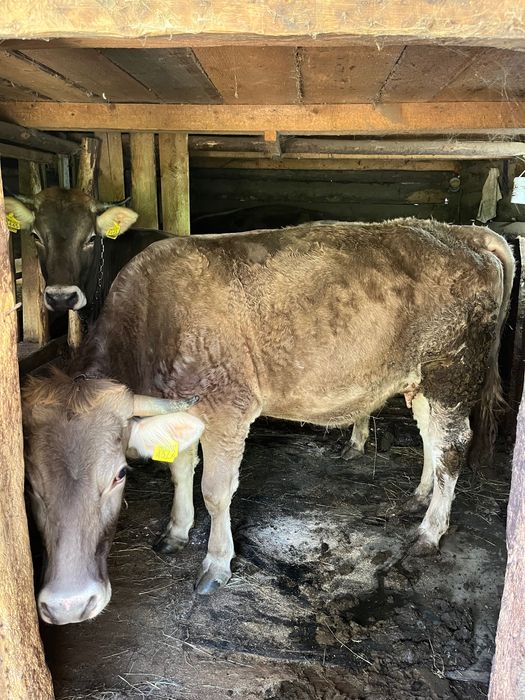 vând 2 jurimci la a doua fatare