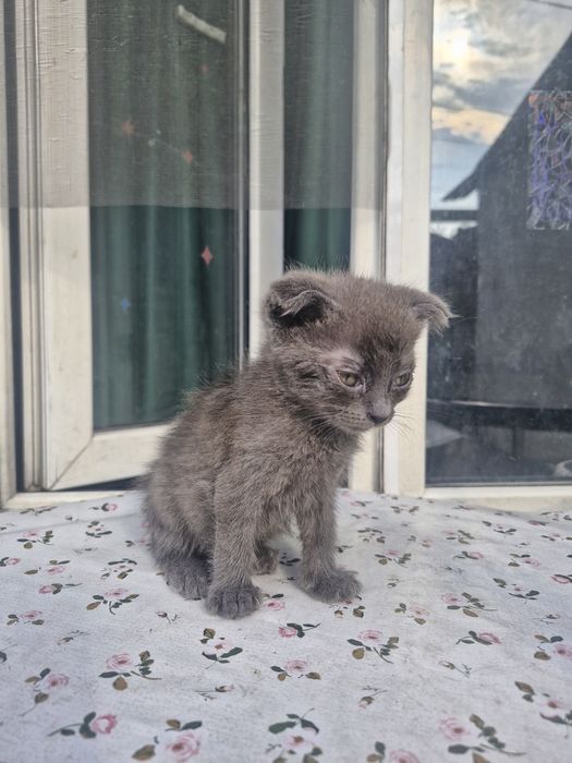 Котята 2 девочки 1 мальчик