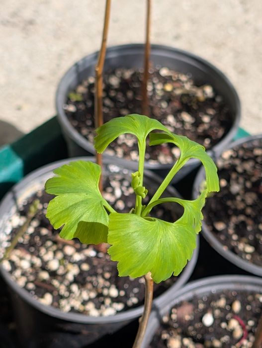 Ginkgo Biloba la ghiveci