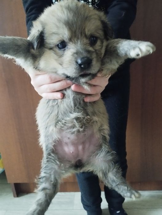 Отдам даром.щенят .