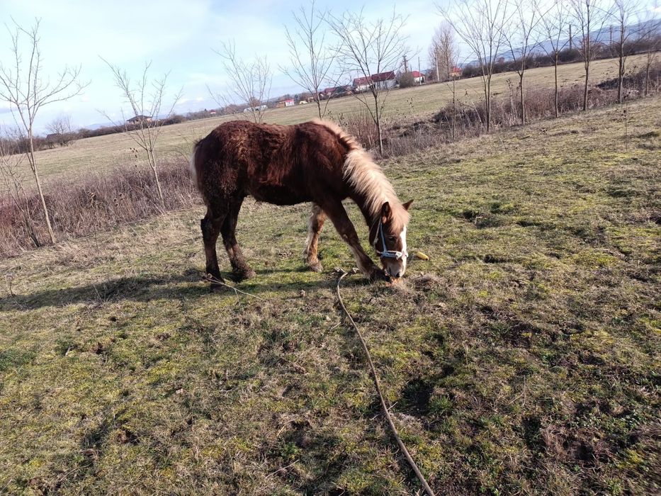 Mânz de 8 luni de vânzare