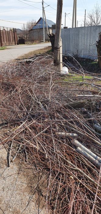 Дрова, Отын, Бесплатно, Тегин