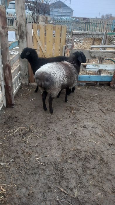 Осы екы кой сатылады екеуы 160мын