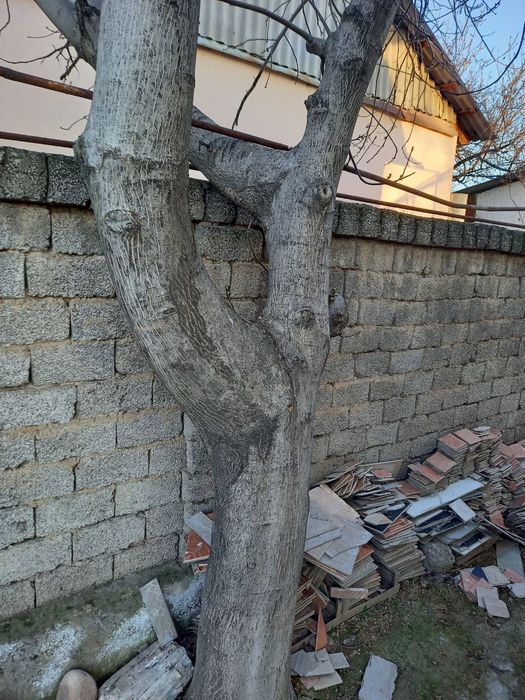 Йонгок дарахти дерево
