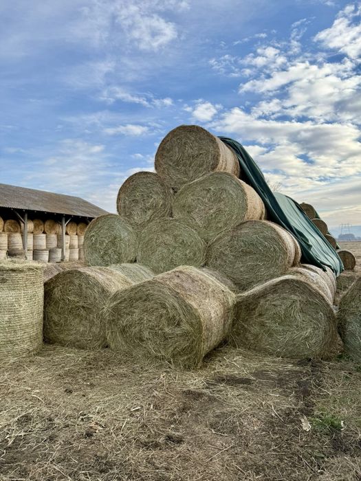 Baloti fan de vanzare