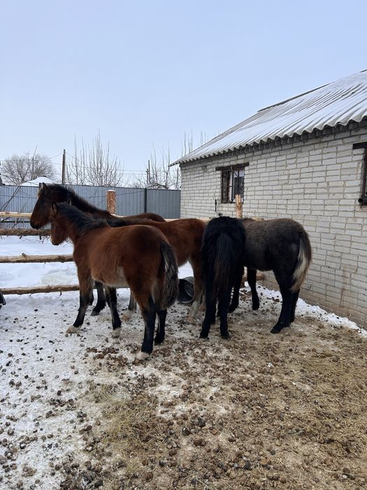 Продам жеребят пять голов